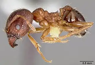 Pheidole teneriffana