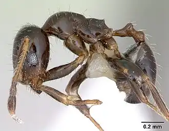Pheidole tepicana