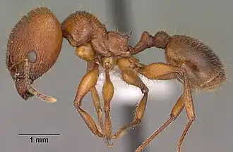 Pheidole titanis