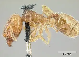 Pheidole transversostriata