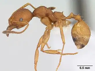 Pheidole tristis