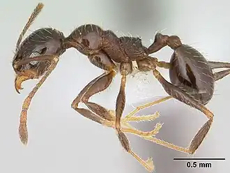 Pheidole vafra