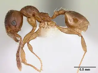 Pheidole vallifica