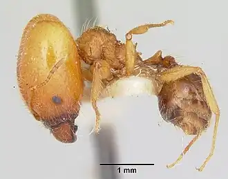 Pheidole virago