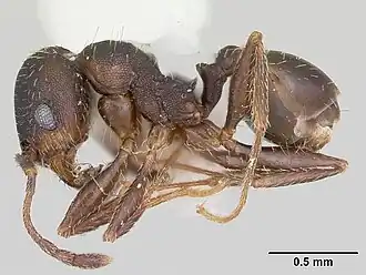 Pheidole wheelerorum