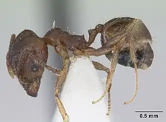Pheidole williamsi