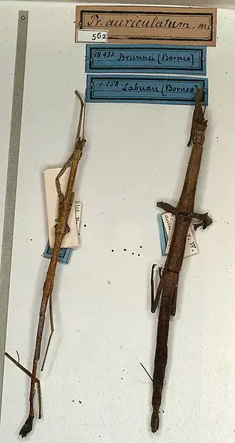 Phenacephorus auriculatus