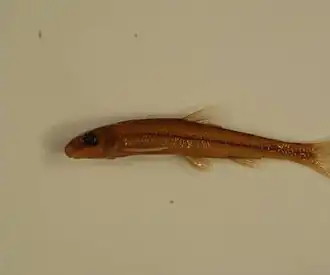 Phenacobius catostomus