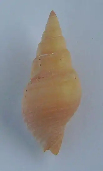 Phenatoma zealandicum