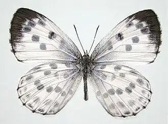 Phengaris albida