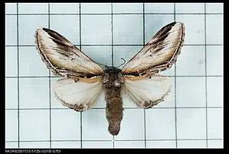 Pheosia taiwanognoma