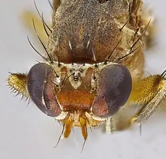 Pherbellia scutellaris