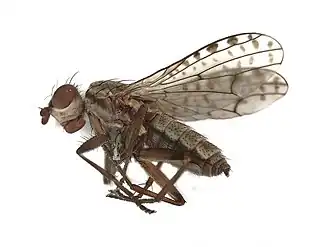 Gevlekt borsthaartje