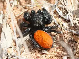 Phidippus ardens