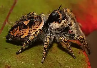 Phidippus arizonensis
