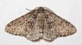 Phigalia denticulata