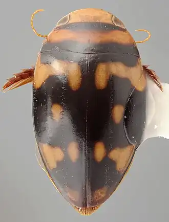 Philaccolilus incognitus