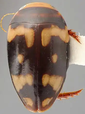 Philaccolilus ramuensis