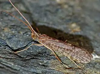 Philanisus plebeius