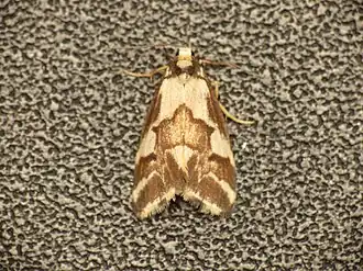 Philenora chionastis