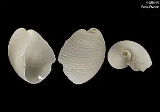 Philine abyssicola