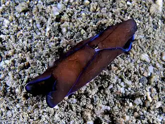 Philinopsis gardineri