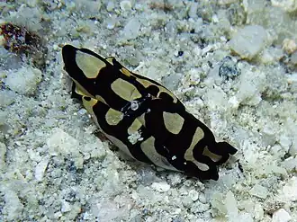 Philinopsis pilsbryi