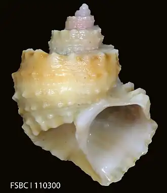 Trigonostoma tenerum