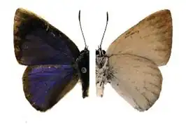 Philiris apicalis