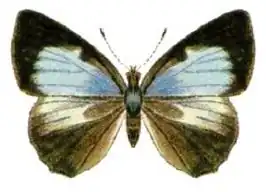 Philiris diana