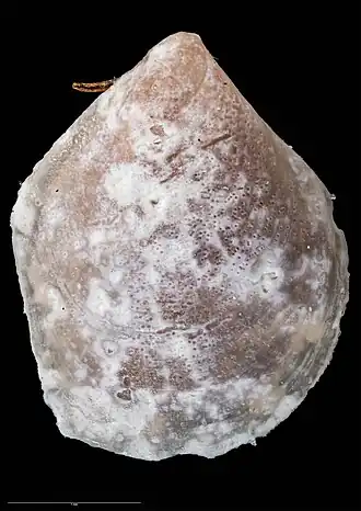 Philobrya acutangula