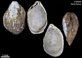 Philobrya aviculoides