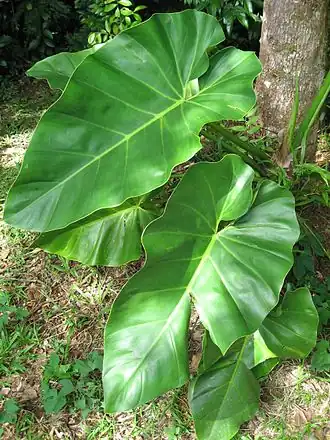 Philodendron giganteum