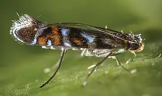 Philodoria auromagnifica