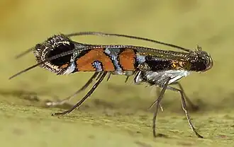 Philodoria succedanea