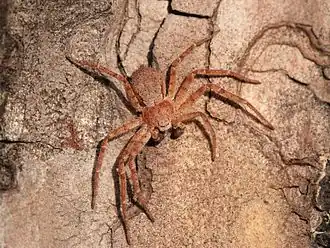 Philodromus fuscomarginatus