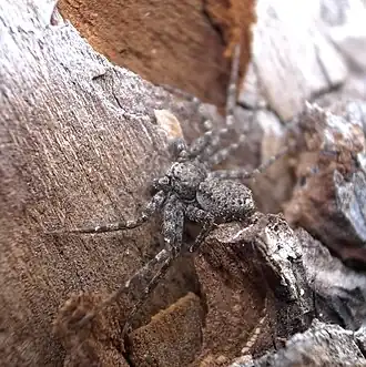 Philodromus spinitarsis