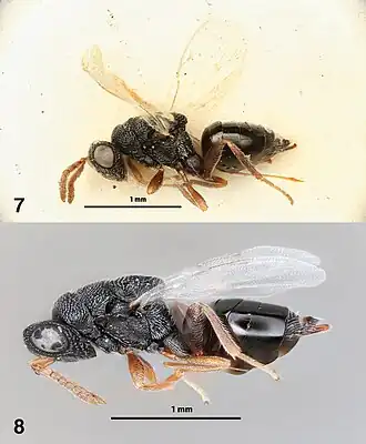 Philolema palanichamyi