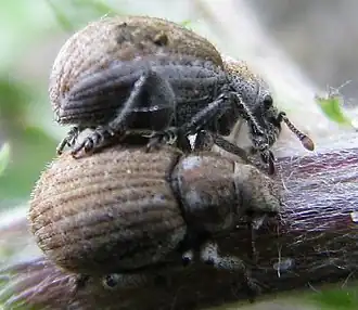 Philopedon plagiatum