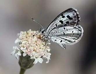 Philotiella speciosa