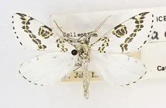 Philtraea elegantaria