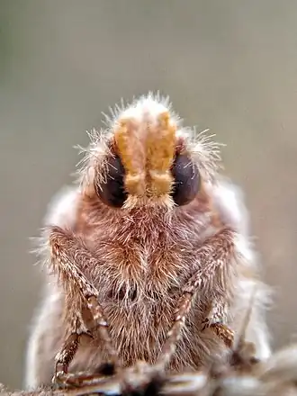 Euthrix potatoria Rietvink