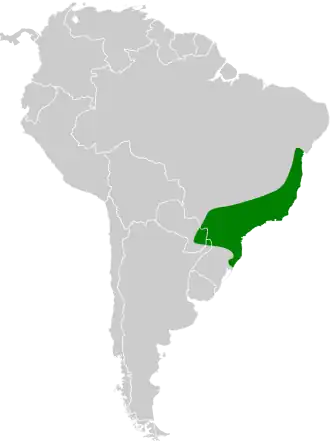 Zwartkapbladspeurder