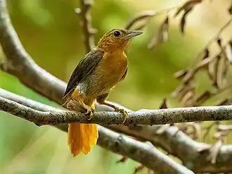 Kaneelstuitbladspeurder