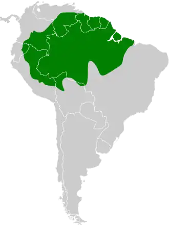 Kaneelstuitbladspeurder