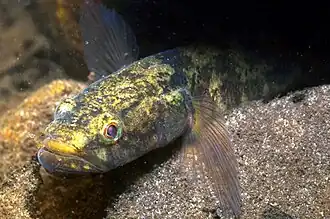 Philypnodon grandiceps