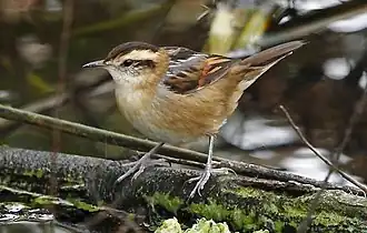 Rietzangerstekelstaart