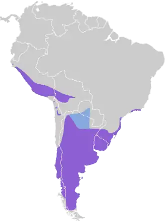 Rietzangerstekelstaart