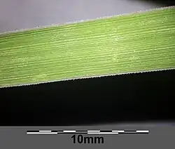 Blad met opvallende witte rand