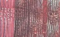 lengtedoorsnede: geheel rechts secundair xyleem en midden en rechts van het midden secundair floeem. Tussen het xyleem en het floeem zit het cambium bestaande uit ten minste één cellaag. Het dichte gebied in het floëem zijn parenchymcellen voor de opslag van reserve stoffen.